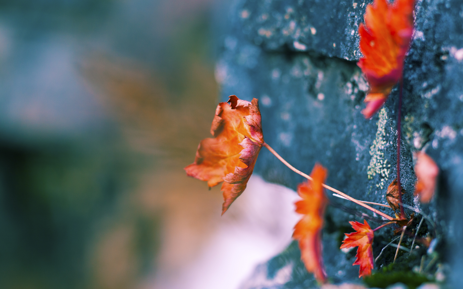 九游会-切尔西新援闪耀登场，期待联赛突破