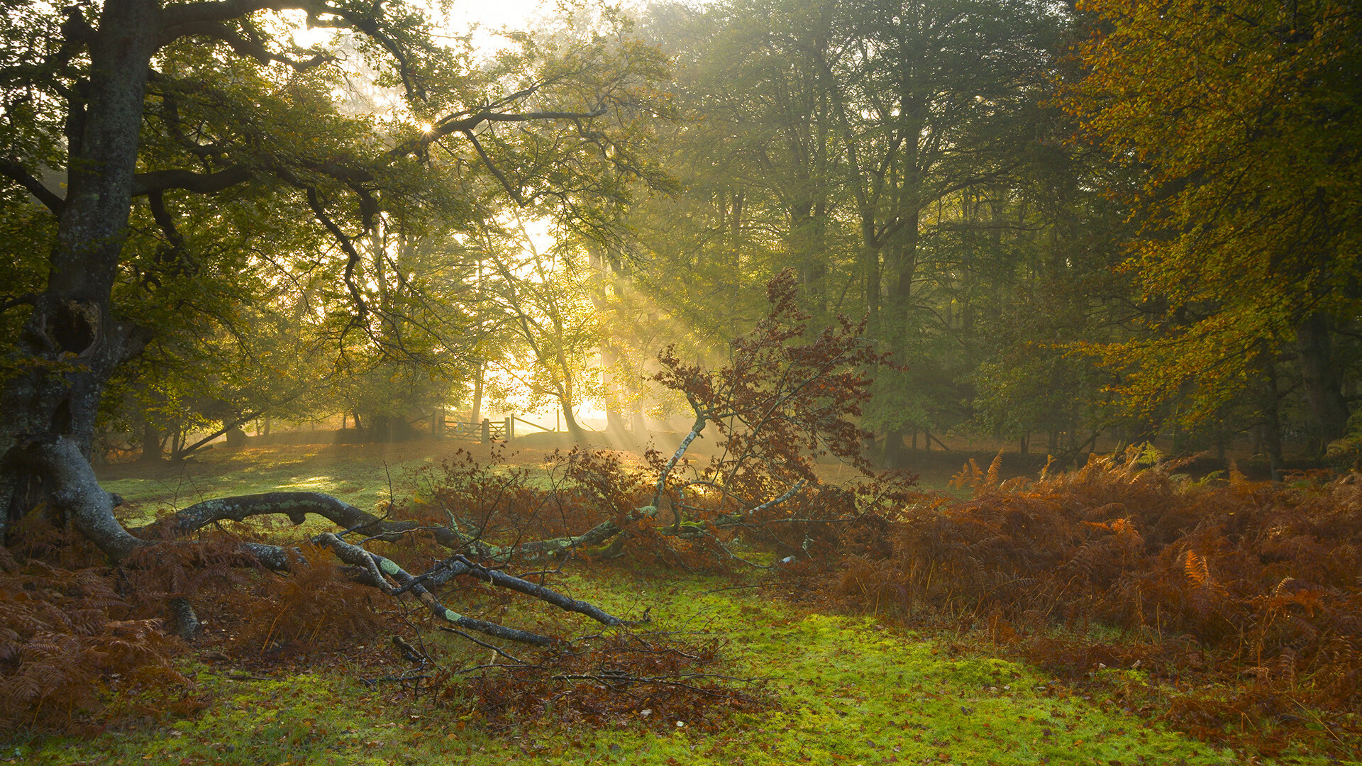 九游体育下载-卢卡·乌兰多蝶泳划水有力
